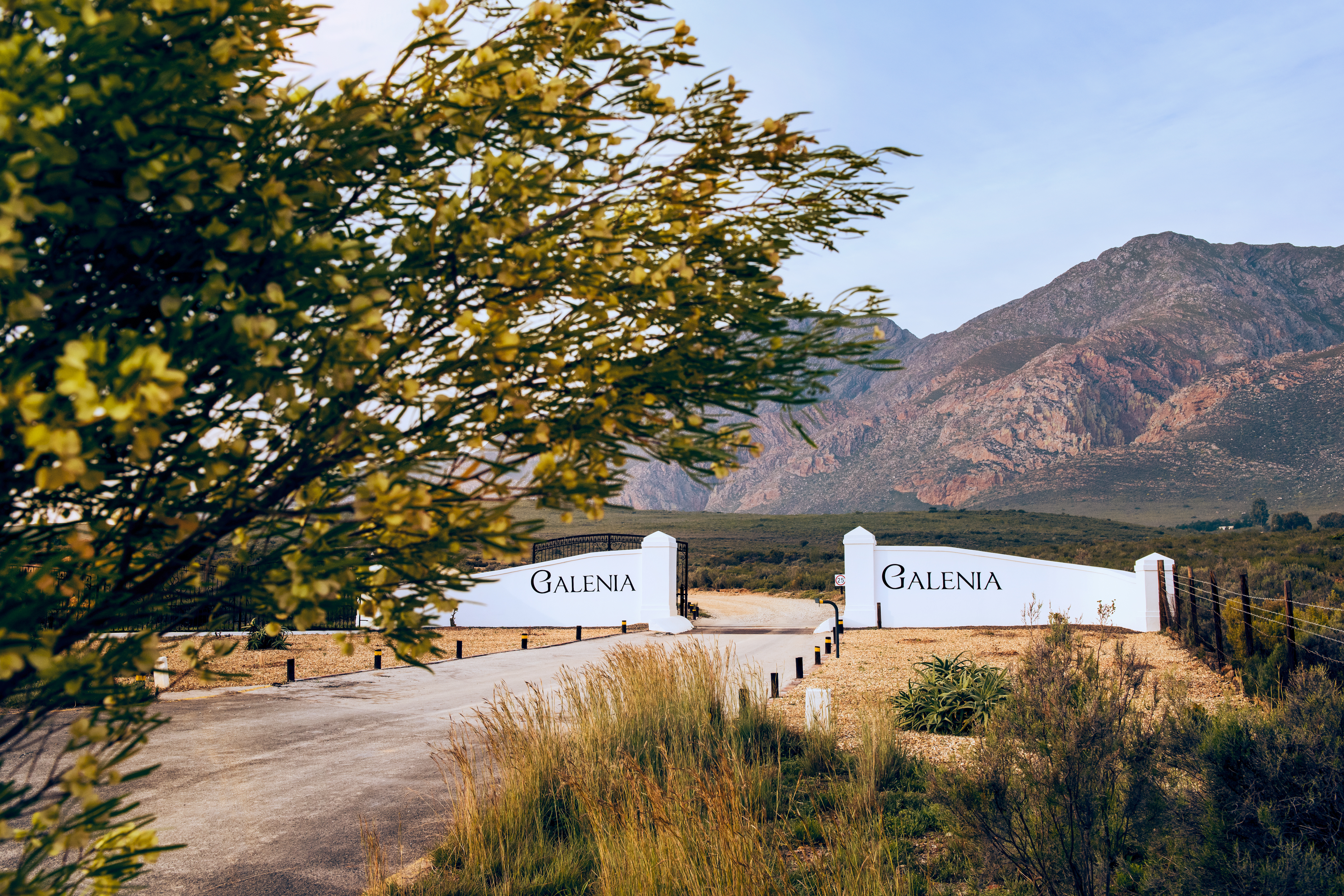 Galenia Estate entrance — tree-lined driveway leading to the main house